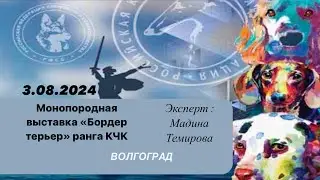 3.08.2024 Монопородная выставка Бордер терьер ранга КЧК, г.Волгоград. Эксперт Мадина Темирова