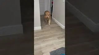 Watch my dog’s welcome home song #dog
