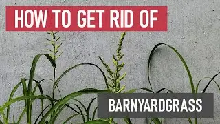 How to Get Rid of Barnyardgrass [Weed Management]
