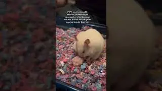 Hamster hater