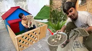 Leo Ko New House Me Chor Dea 😍 Turtle Ky Eags Nikal Lia 🥚