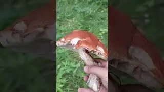 Поход в лес за грибами.🌲🌳