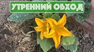 Утренний обход