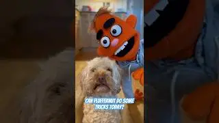 Will this doggy do some tricks for Zach? #youtubekids #kidsvideo #dogshorts
