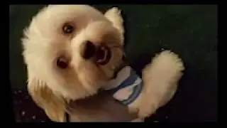 Video of my Fucking Dogs