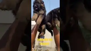 Heavy bones gsd puppies