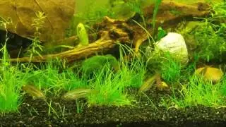 Sparkling gourami croaking