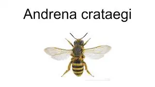 Andrena Crataegi