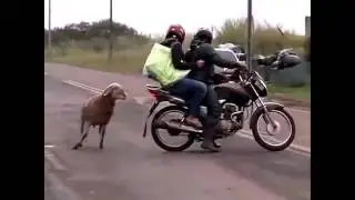 Как Бараны и Козлы ★ Нападают на людей ► Collection of jokes