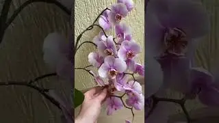 Секреты пышного цветение орхидей 