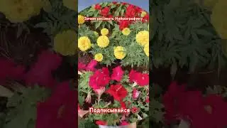 Скидки #shortsyoutube #shortvideo #арттерапия #счастье #изобилие #медитация #любовь #любовьксебе