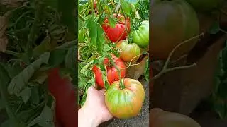 Помидора с куста до 1000 грамм. Обещанное видео по вашим просьбам