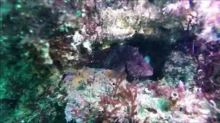 Largemouth Blenny