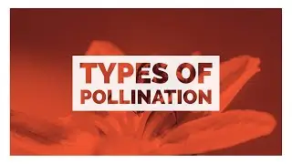 Types of pollination
