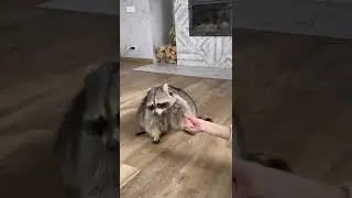 Дрессированный енот Тема