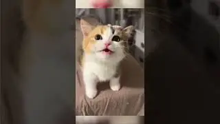 cats #catsmeme #cats #cat #day #thebest #catmemes #video #videoshort #catsshorts