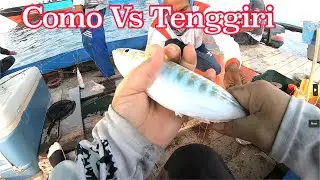 Gak Ada Umpan Tembang || AdaNya Como Besar Di Telan Juga || Tenggiri Memang Sadis
