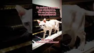 #сфинкс #котики #милыевидео #фортепиано #коты