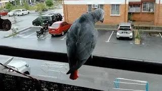 Funny Grey Parrot