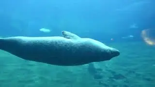 España - Valencia - Oceanografic