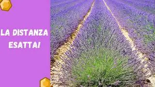 How far apart should you plant lavender? Here's the exact measurement!