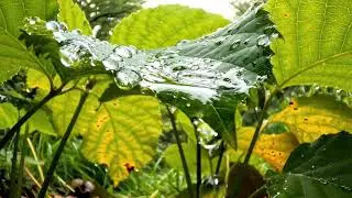 Raindrop Jewels on Giant Leaves | ASMR Worm's Eye Forest Rain & Nature Sounds
