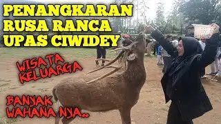 PENANGKARAN RUSA RANCA UPAS | SESERU ITU KASIH MAKAN RUSA NYA LANJUT PACKING BONGKAR TENDA CAMPING!.