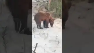 гость на самотлоре🐻Хотя кто гость,нужно подумать?#русскиймедведь #бег #животные #сила# бурый медведь