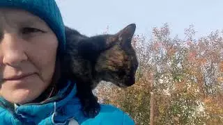 Выкопала остатки картошки.  Индюков в сарай отправила, цыплятки растут.