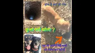 New#vira#desidogs#pets#doglover #dogvideos #petlife#sandy#gajab#video#sandycandy#indian#street#dog