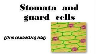 How  stomata  open and close?
