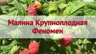 Малина крупноплодная Феномен 🌿 Обзор: посадка и уход. крупномеры малины: описание и особенности