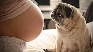Dog Protects His Pregnant Owner - Best Compilation