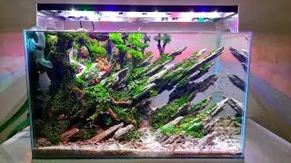#184 Super cool!!!Aquascape Godzilla theme? [subtitles english]