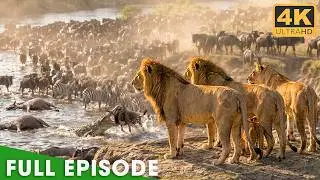 WILD SAVANNAH | Survival Stories in the Land of Predators | Nature Animal Documentary