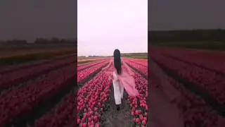 Pink Dream🌷 #tulip #flowers #beautiful #art #shorts #fyp