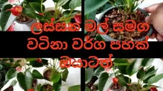 👉පැකේජ අංක #30 මව් ශාක සොයන ඔයාලට..😍😍🫣