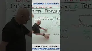 Composition Of 30S Ribosome