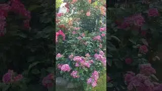 Тихий июльский вечер #сад #розы #gardenroses #gardenflowers #цветы #садоводство