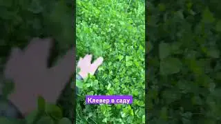 Клевер в саду
