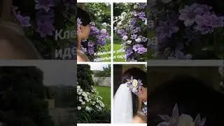 Клематис Джоан Піктон - ніжний з великими двоколірними квітками #clematis #клематис