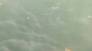 Черепаха карета-карета