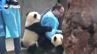 Two Naughty Panda Cubs Take Off Nanny's Shoes Together