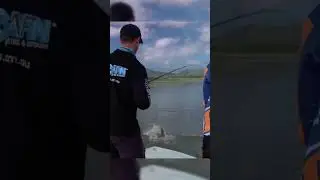 chasing barramundi in the impoundments! #barramundi #barramundifishing