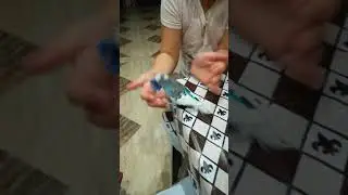 Побег с игрушкой )))