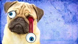 Dog Dilemma