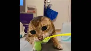 Cat who lost his ears finds Forever Home Slideshow
