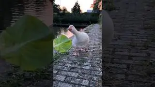 ГОЛОДНЫЙ ГУСЬ 