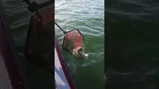 Another Big One! 