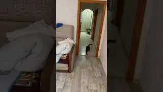 Не ну что я за лев 🦁 этот тигр 🐯 #cat #catlover #catvideos #cats#panjabi